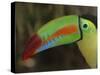Keel Billed Toucan, Costa Rica-Edwin Giesbers-Stretched Canvas