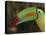 Keel Billed Toucan, Costa Rica-Edwin Giesbers-Stretched Canvas