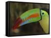 Keel Billed Toucan, Costa Rica-Edwin Giesbers-Framed Stretched Canvas