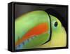 Keel Billed Toucan, Costa Rica-Edwin Giesbers-Framed Stretched Canvas