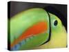 Keel Billed Toucan, Costa Rica-Edwin Giesbers-Stretched Canvas