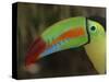 Keel Billed Toucan, Costa Rica-Edwin Giesbers-Stretched Canvas