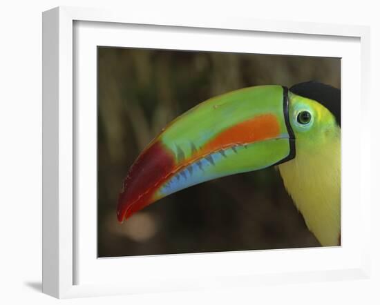 Keel Billed Toucan, Costa Rica-Edwin Giesbers-Framed Photographic Print