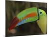Keel Billed Toucan, Costa Rica-Edwin Giesbers-Mounted Photographic Print
