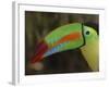 Keel Billed Toucan, Costa Rica-Edwin Giesbers-Framed Photographic Print