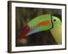 Keel Billed Toucan, Costa Rica-Edwin Giesbers-Framed Photographic Print