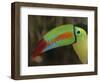 Keel Billed Toucan, Costa Rica-Edwin Giesbers-Framed Photographic Print