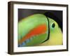 Keel Billed Toucan, Costa Rica-Edwin Giesbers-Framed Photographic Print