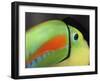 Keel Billed Toucan, Costa Rica-Edwin Giesbers-Framed Photographic Print