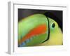 Keel Billed Toucan, Costa Rica-Edwin Giesbers-Framed Photographic Print