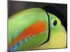 Keel Billed Toucan, Costa Rica-Edwin Giesbers-Mounted Photographic Print