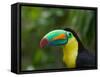 Keel-billed Toucan on Tree Branch, Panama-Keren Su-Framed Stretched Canvas