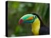 Keel-billed Toucan on Tree Branch, Panama-Keren Su-Stretched Canvas