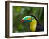 Keel-billed Toucan on Tree Branch, Panama-Keren Su-Framed Photographic Print