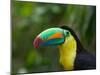 Keel-billed Toucan on Tree Branch, Panama-Keren Su-Mounted Photographic Print