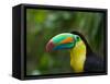 Keel-billed Toucan on Tree Branch, Panama-Keren Su-Framed Stretched Canvas