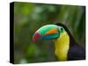 Keel-billed Toucan on Tree Branch, Panama-Keren Su-Stretched Canvas