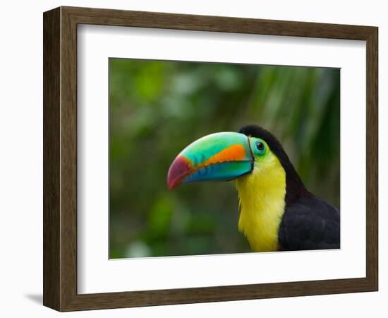 Keel-billed Toucan on Tree Branch, Panama-Keren Su-Framed Photographic Print