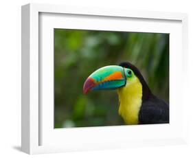 Keel-billed Toucan on Tree Branch, Panama-Keren Su-Framed Photographic Print