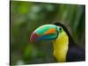 Keel-billed Toucan on Tree Branch, Panama-Keren Su-Stretched Canvas