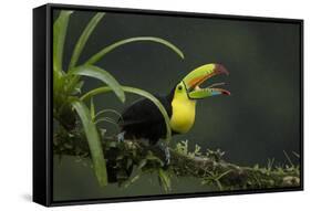 Keel-billed toucan perched on branch, Alajuela, Costa Rica-Paul Hobson-Framed Stretched Canvas