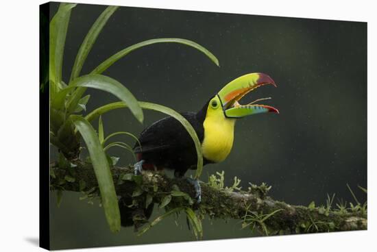 Keel-billed toucan perched on branch, Alajuela, Costa Rica-Paul Hobson-Stretched Canvas