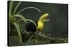 Keel-billed toucan perched on branch, Alajuela, Costa Rica-Paul Hobson-Stretched Canvas