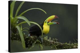 Keel-billed toucan perched on branch, Alajuela, Costa Rica-Paul Hobson-Stretched Canvas