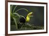 Keel-billed toucan perched on branch, Alajuela, Costa Rica-Paul Hobson-Framed Photographic Print