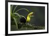 Keel-billed toucan perched on branch, Alajuela, Costa Rica-Paul Hobson-Framed Photographic Print