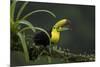 Keel-billed toucan perched on branch, Alajuela, Costa Rica-Paul Hobson-Mounted Photographic Print