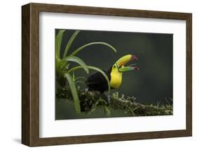 Keel-billed toucan perched on branch, Alajuela, Costa Rica-Paul Hobson-Framed Photographic Print