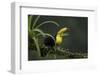 Keel-billed toucan perched on branch, Alajuela, Costa Rica-Paul Hobson-Framed Photographic Print