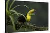 Keel-billed toucan perched on branch, Alajuela, Costa Rica-Paul Hobson-Stretched Canvas