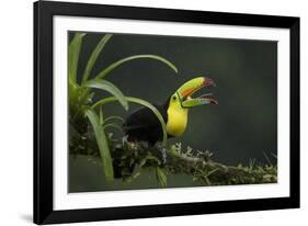 Keel-billed toucan perched on branch, Alajuela, Costa Rica-Paul Hobson-Framed Photographic Print