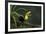 Keel-billed toucan perched on branch, Alajuela, Costa Rica-Paul Hobson-Framed Photographic Print