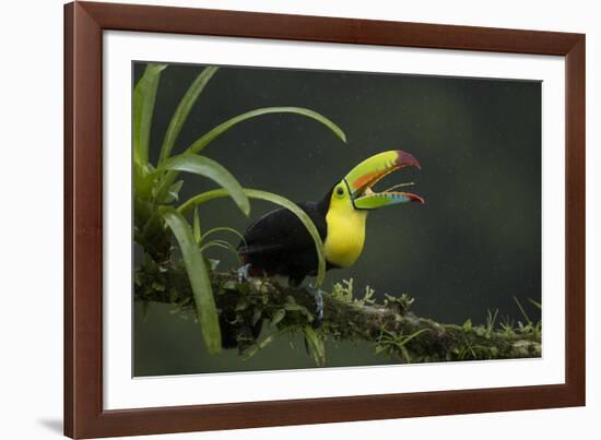 Keel-billed toucan perched on branch, Alajuela, Costa Rica-Paul Hobson-Framed Photographic Print