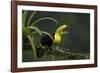 Keel-billed toucan perched on branch, Alajuela, Costa Rica-Paul Hobson-Framed Photographic Print