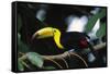 Keel-billed toucan perching on branch, Tikal National Park, Guatemala.-Panoramic Images-Framed Stretched Canvas