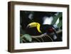 Keel-billed toucan perching on branch, Tikal National Park, Guatemala.-Panoramic Images-Framed Photographic Print