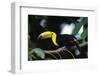 Keel-billed toucan perching on branch, Tikal National Park, Guatemala.-Panoramic Images-Framed Photographic Print