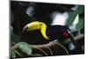 Keel-billed toucan perching on branch, Tikal National Park, Guatemala.-Panoramic Images-Mounted Photographic Print