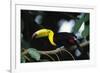 Keel-billed toucan perching on branch, Tikal National Park, Guatemala.-Panoramic Images-Framed Photographic Print