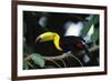 Keel-billed toucan perching on branch, Tikal National Park, Guatemala.-Panoramic Images-Framed Photographic Print