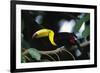 Keel-billed toucan perching on branch, Tikal National Park, Guatemala.-Panoramic Images-Framed Photographic Print