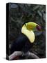 Keel-Billed Toucan (Rainbow-Billed Toucan), Macaw Mountain Bird Park, Near Copan, Honduras-null-Stretched Canvas