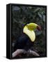 Keel-Billed Toucan (Rainbow-Billed Toucan), Macaw Mountain Bird Park, Near Copan, Honduras-null-Framed Stretched Canvas