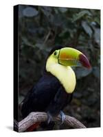 Keel-Billed Toucan (Rainbow-Billed Toucan), Macaw Mountain Bird Park, Near Copan, Honduras-null-Stretched Canvas