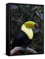 Keel-Billed Toucan (Rainbow-Billed Toucan), Macaw Mountain Bird Park, Near Copan, Honduras-null-Framed Stretched Canvas