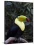 Keel-Billed Toucan (Rainbow-Billed Toucan), Macaw Mountain Bird Park, Near Copan, Honduras-null-Stretched Canvas